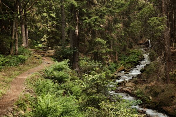 De Blatten à Brigue : une randonnée entre forêt, bisses et villages valaisans
