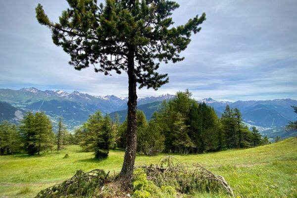 R53: Chemin-Dessus - Col des Planches - La Crevasse - Col des Planches - Chemin-Dessus