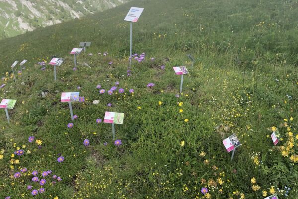 Sentier Botanique «Mille Fleurs» Ovronnaz