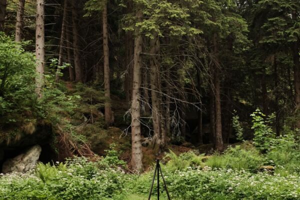 De Blatten à Brigue : une randonnée entre forêt, bisses et villages valaisans