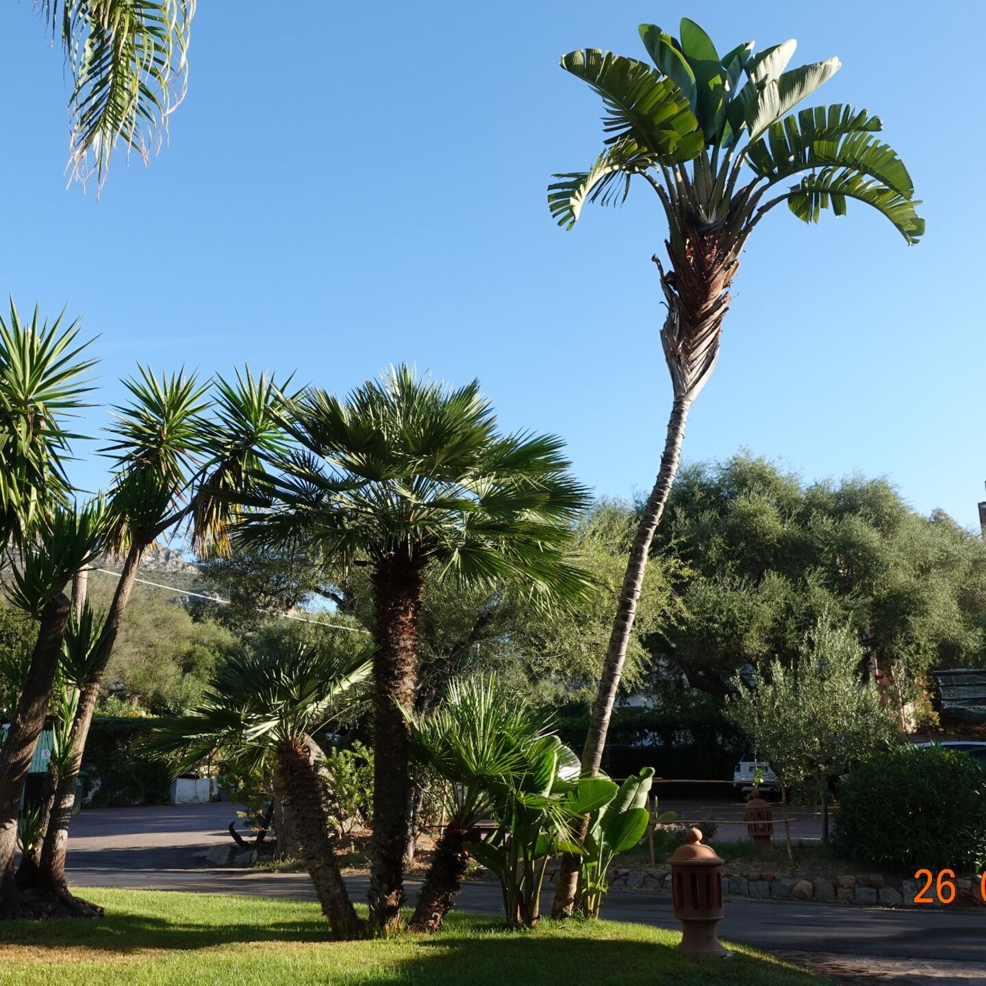 DSC09590