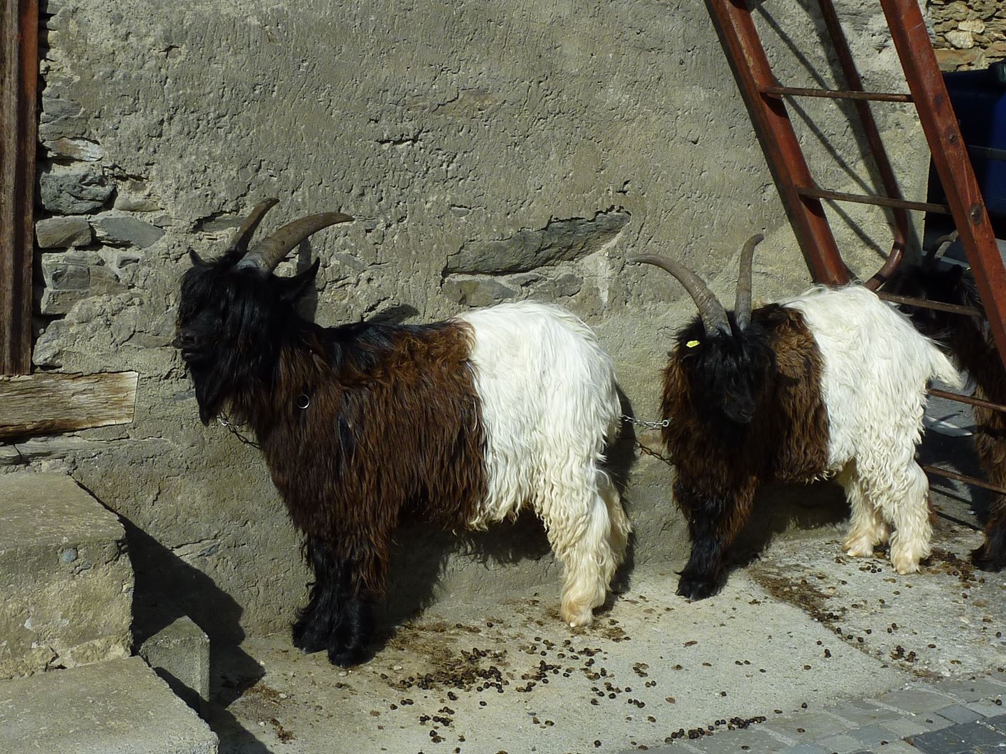 Schwarzhalsziegen