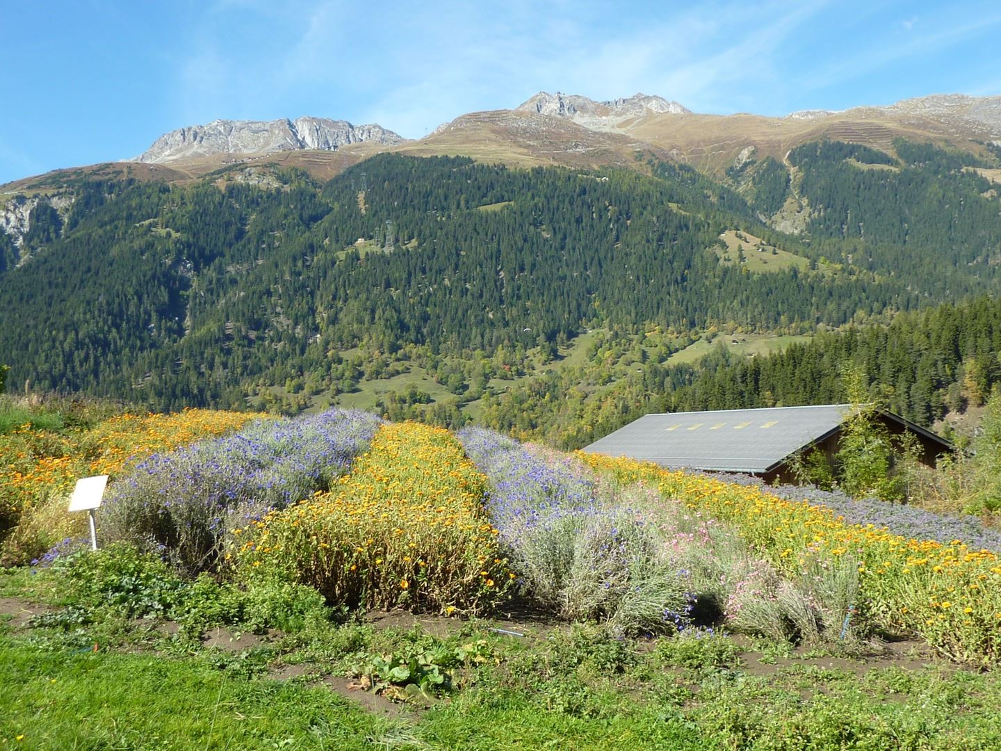 Vue d'Ernen sur Fiescheralp - ©Valrando