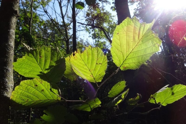 Der Waldweg von Bochets
