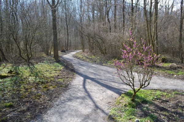 Der Waldweg von Bochets