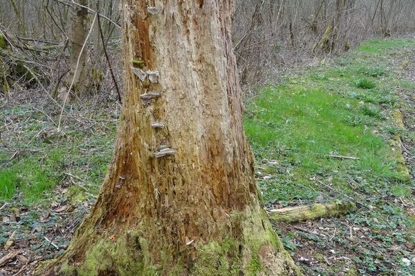 Sentier Forestier du Bochets