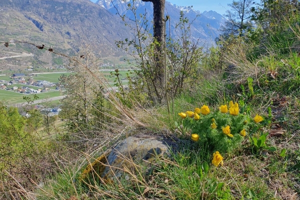 R16: Turtmann - Unterems - Ergisch - Gampel