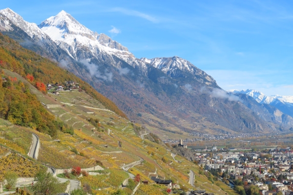 Chemin des vignes en terrasses