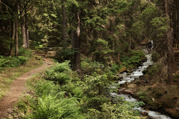 De Blatten à Brigue : une randonnée entre forêt, bisses et villages valaisans