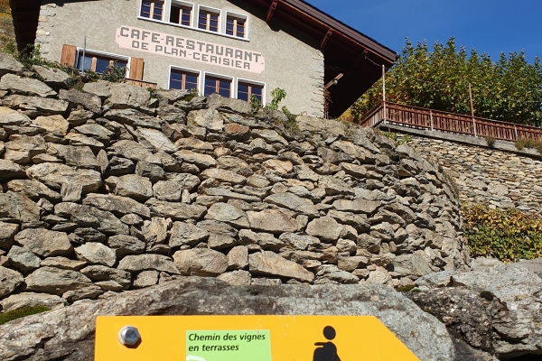 Chemin des vignes en terrasses