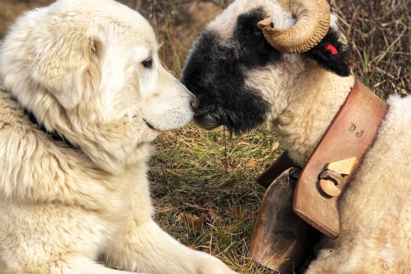 Hors série thématique - Chiens de protection : Corbassière