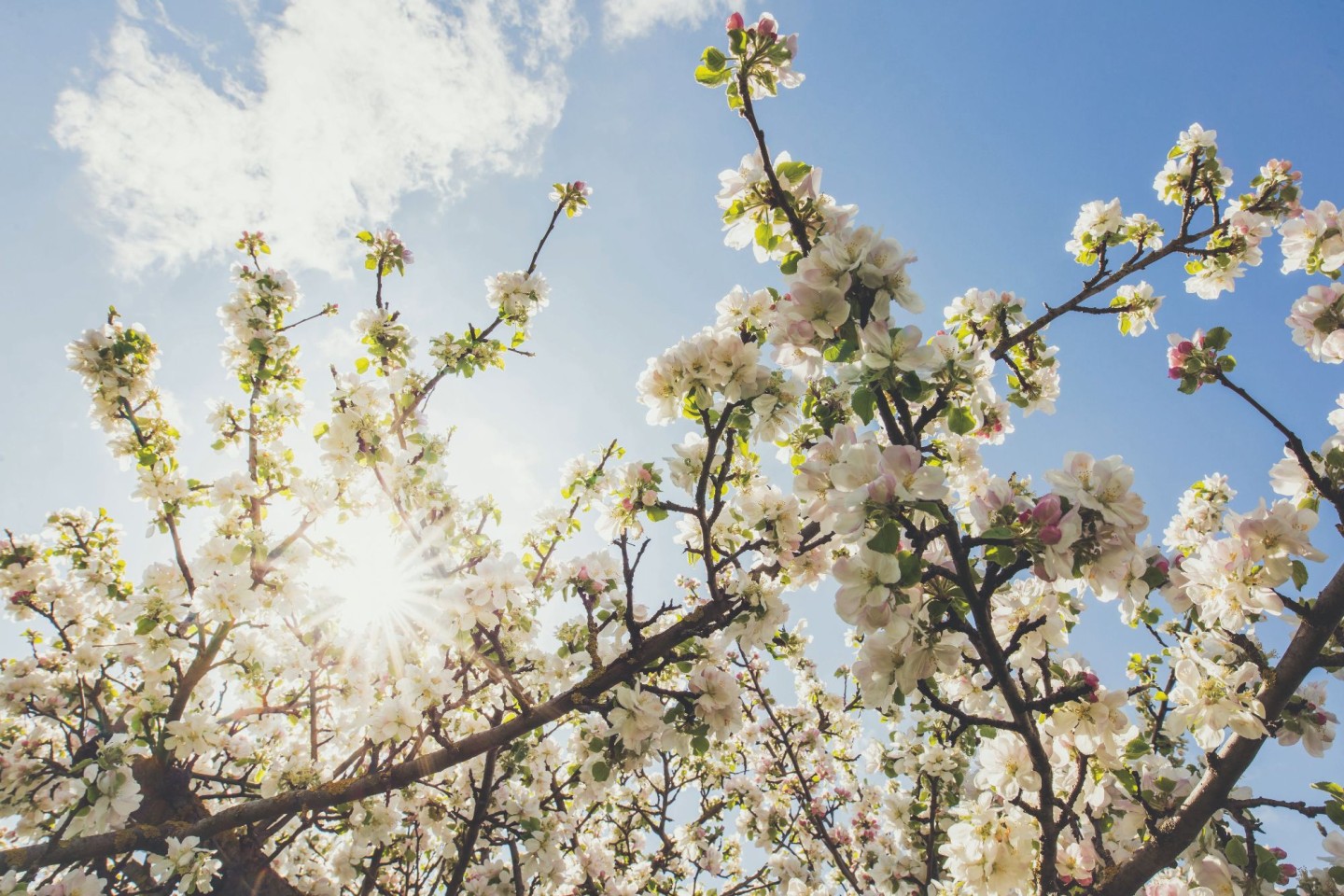 2018_fruehling_20_©Valais-Wallis Promotion - Christian Pfammatter-1