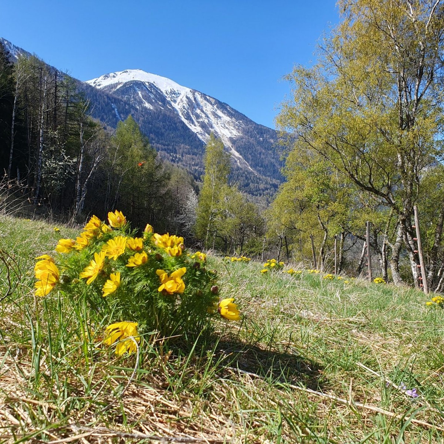 10-R16-Turtmann_Ergisch_Gampel