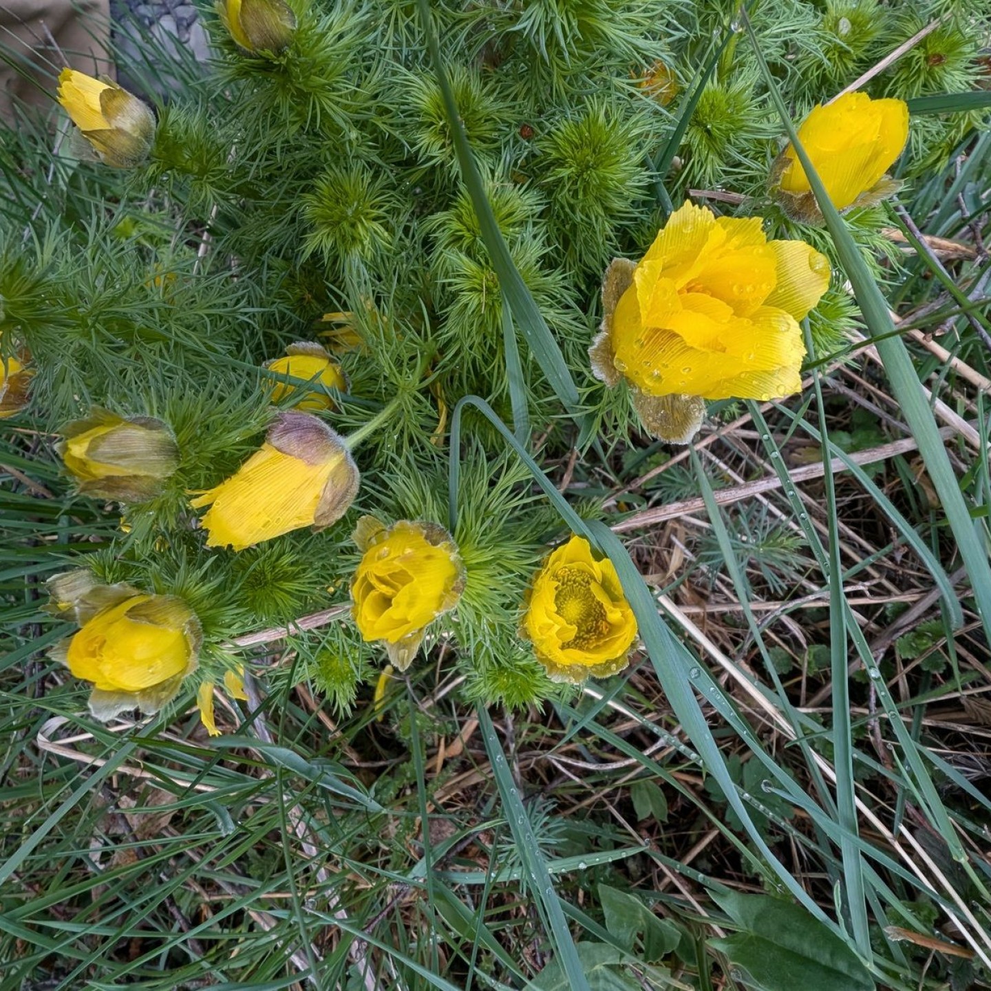 12-R16-Turtmann_Ergisch_Gampel