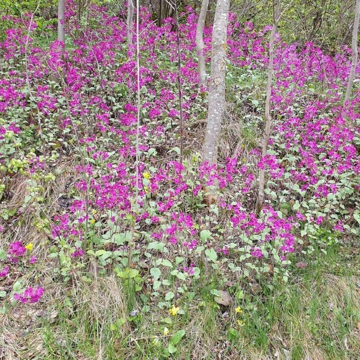 04-R16-Turtmann_Ergisch_Gampel