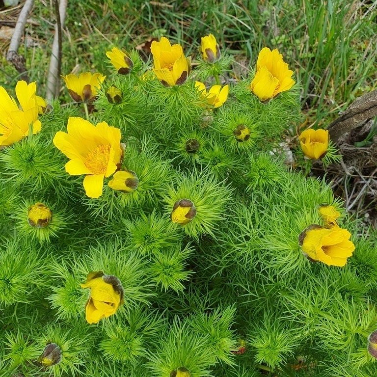 17-R16-Turtmann_Ergisch_Gampel