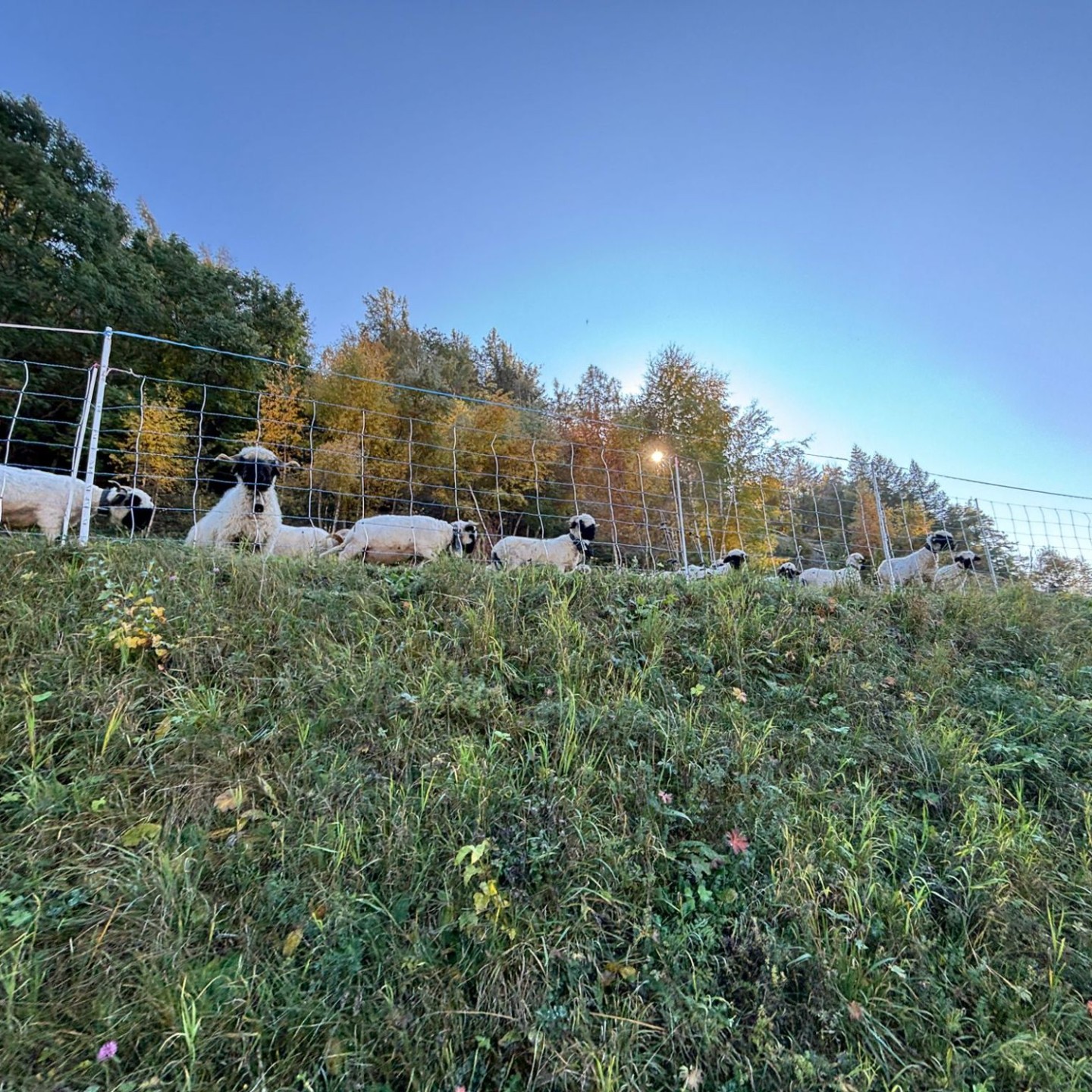 IMG-20251017-WA0083